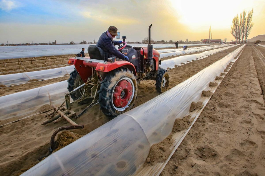 In pics: Hami melon cultivation underway in NW China's Xinjiang