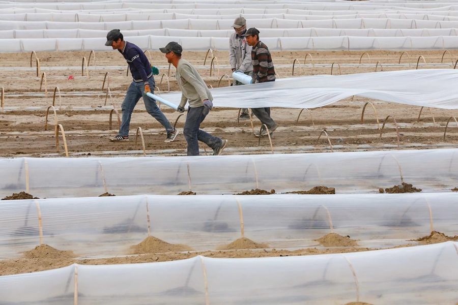 In pics: Hami melon cultivation underway in NW China's Xinjiang