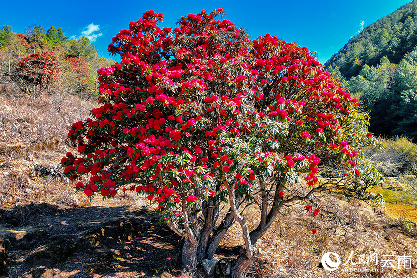 In pics: Azalea flowers bloom in village of SW China's Yunnan