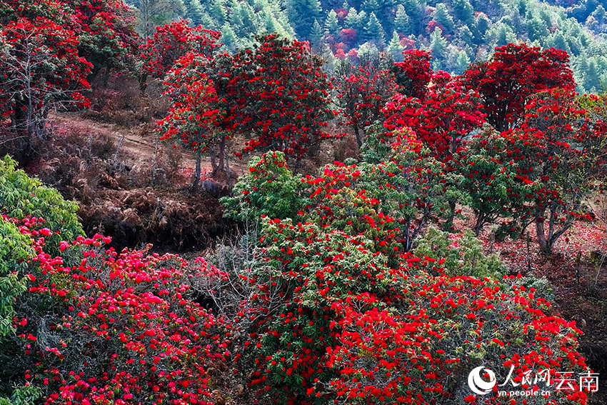 In pics: Azalea flowers bloom in village of SW China's Yunnan