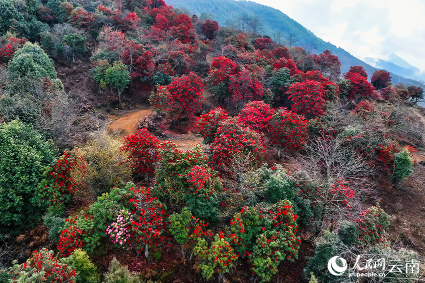 In pics: Azalea flowers bloom in village of SW China's Yunnan