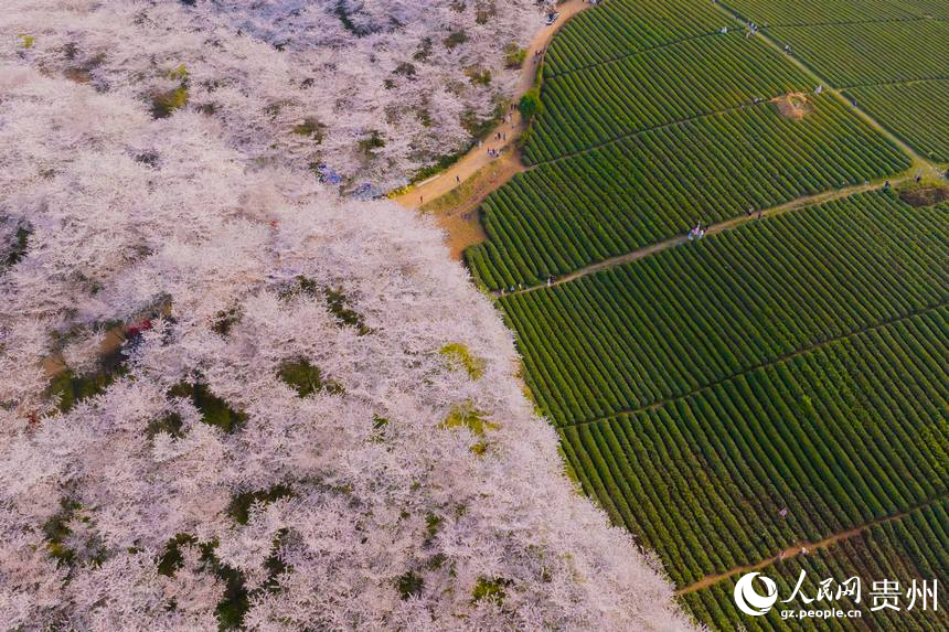 In pics: Cherry blossoms bloom in SW China's Guizhou