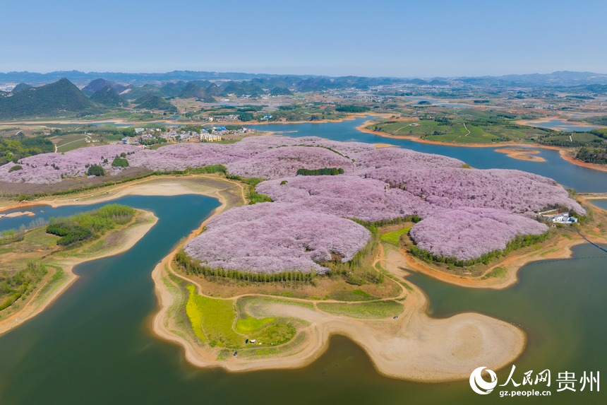 In pics: Cherry blossoms bloom in SW China's Guizhou