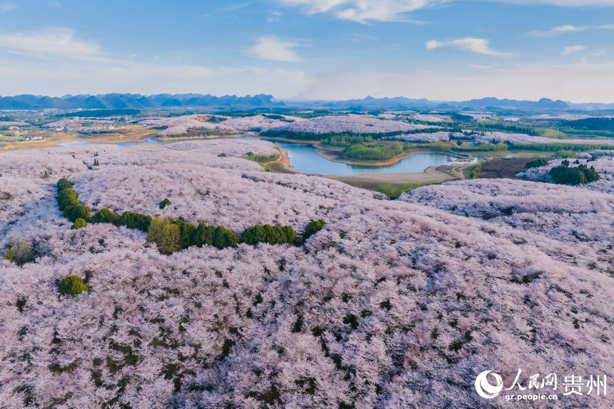 In pics: Cherry blossoms bloom in SW China's Guizhou