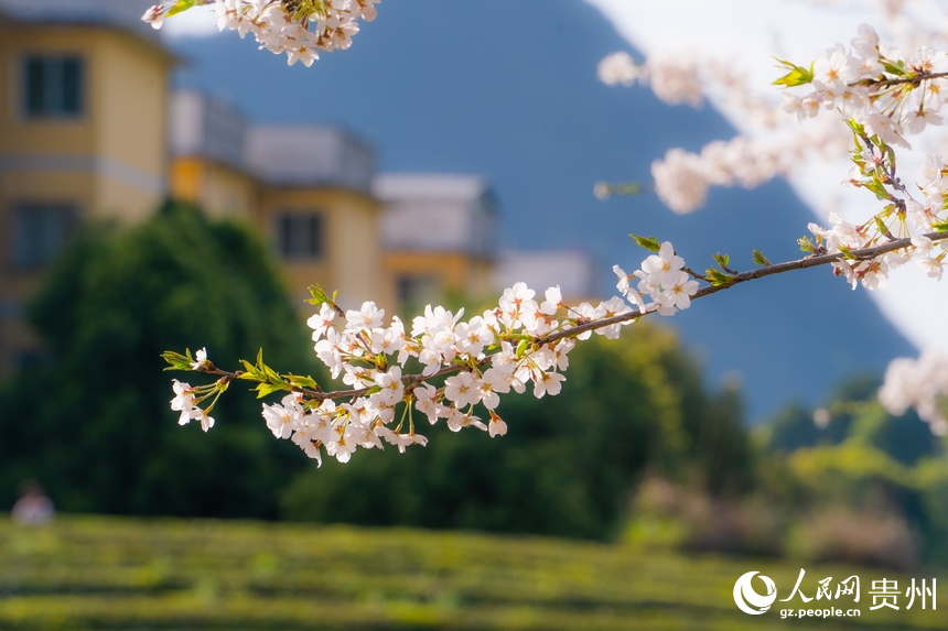 In pics: Cherry blossoms bloom in SW China's Guizhou