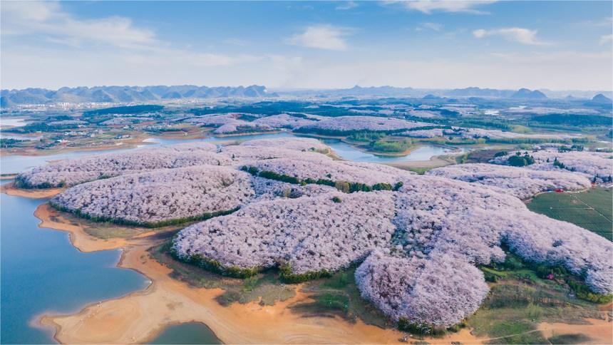 In pics: Cherry blossoms bloom in SW China's Guizhou