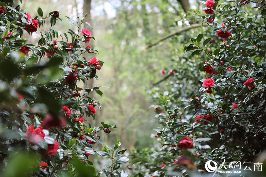 In pics: Blooming camellia flowers in Kunming, SW China's Yunnan