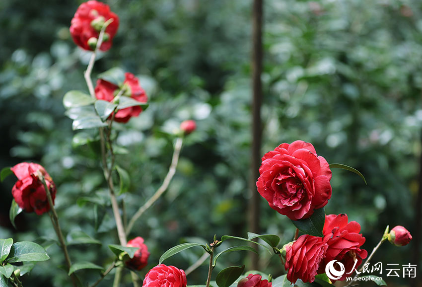 In pics: Blooming camellia flowers in Kunming, SW China's Yunnan