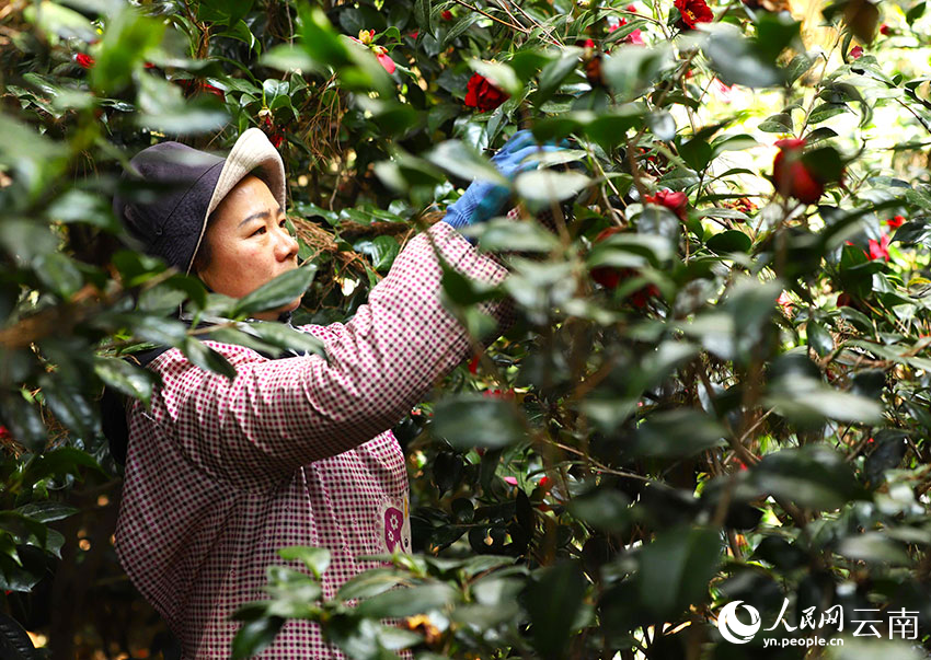 In pics: Blooming camellia flowers in Kunming, SW China's Yunnan