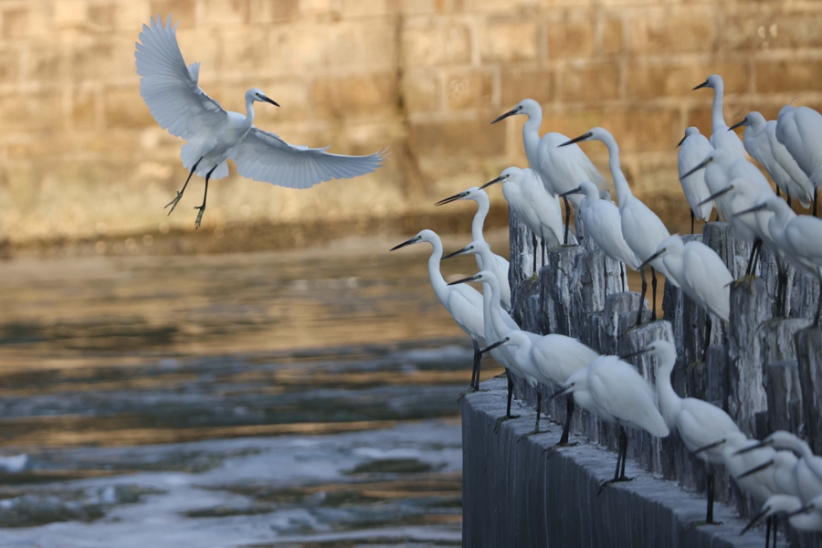 Formerly polluted Yundang Lake transforms into natural haven in Xiamen, SE China