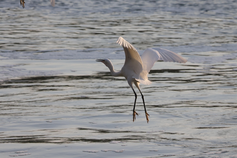 Formerly polluted Yundang Lake transforms into natural haven in Xiamen, SE China