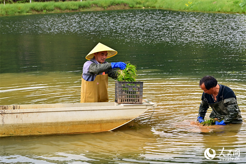 Chongren in E China's Jiangxi transforms natural endowments into economic benefits