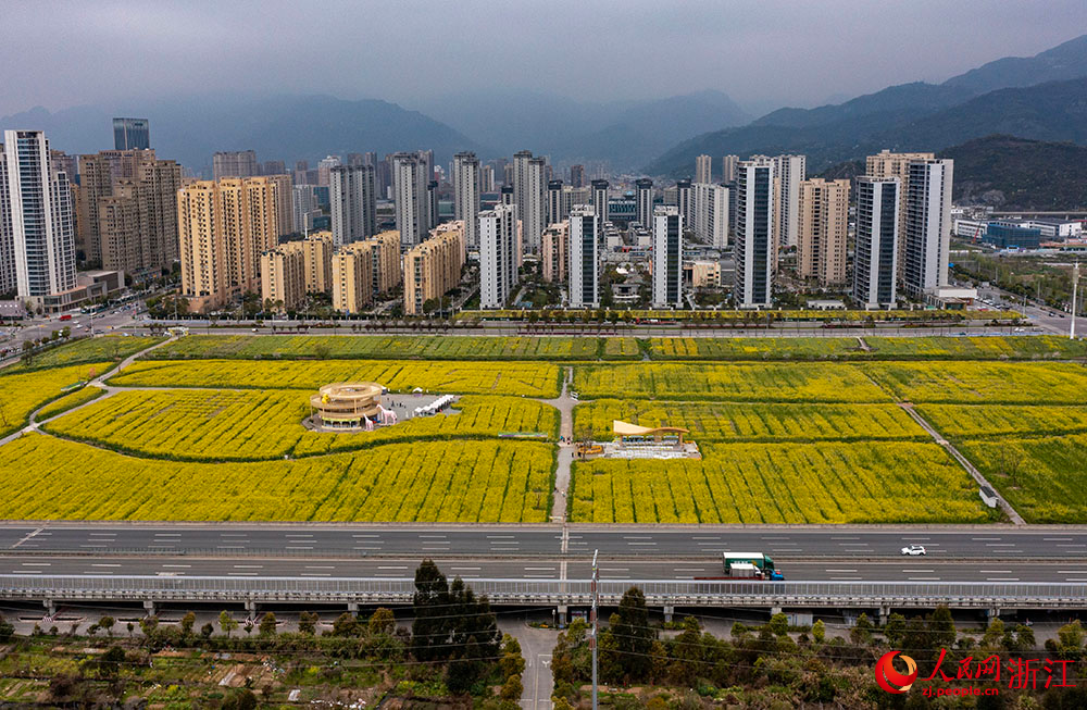 Spectacular sea of blooming rapeseed flowers attracts tourists to Yueqing, E China's Zhejiang