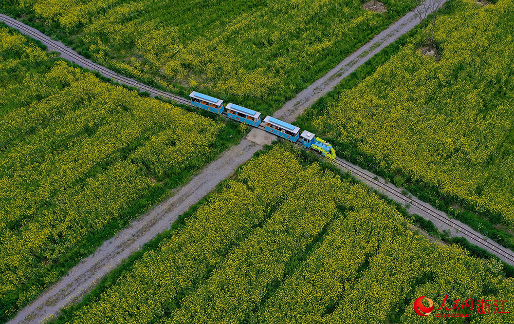 Spectacular sea of blooming rapeseed flowers attracts tourists to Yueqing, E China's Zhejiang