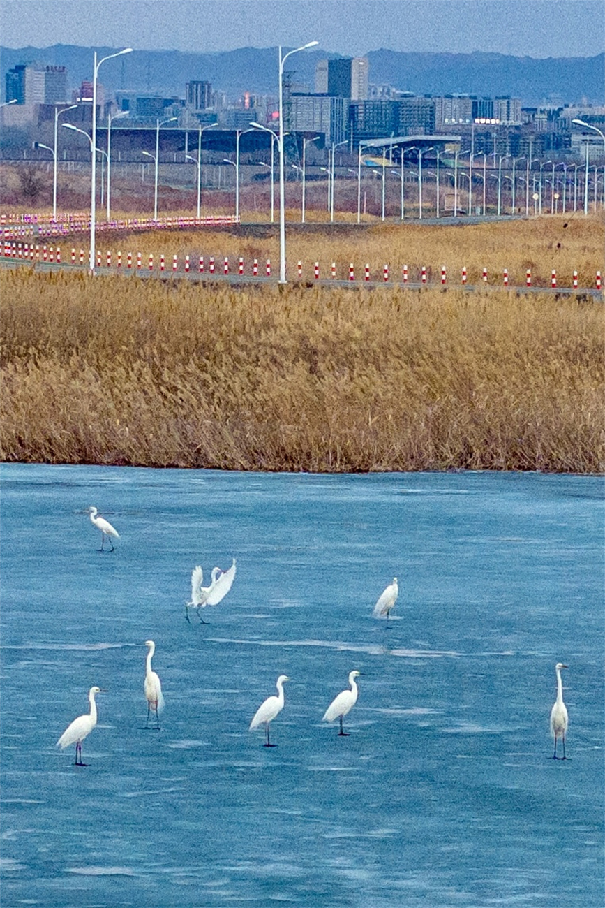 Migratory birds spotted in Karamay, NW China's Xinjiang