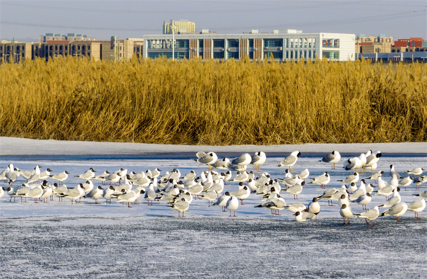 Migratory birds spotted in Karamay, NW China's Xinjiang