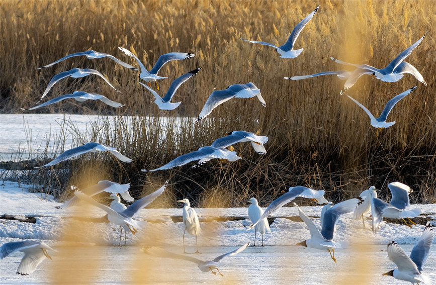 Migratory birds spotted in Karamay, NW China's Xinjiang