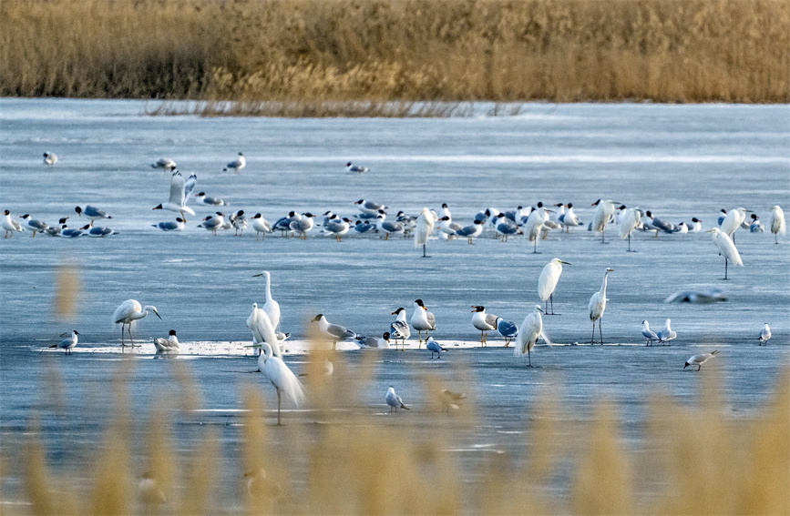 Migratory birds spotted in Karamay, NW China's Xinjiang