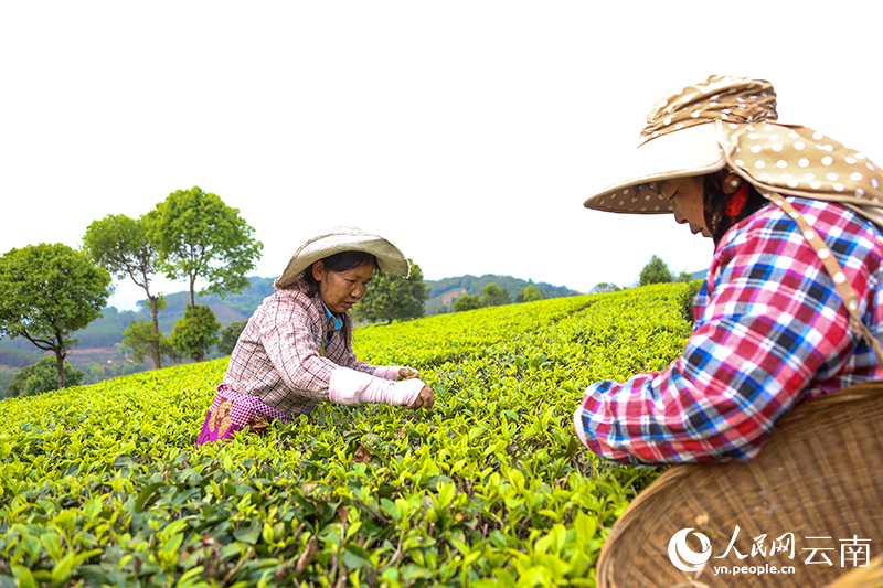 Spring tea harvest underway in Ning'er, SW China's Yunnan