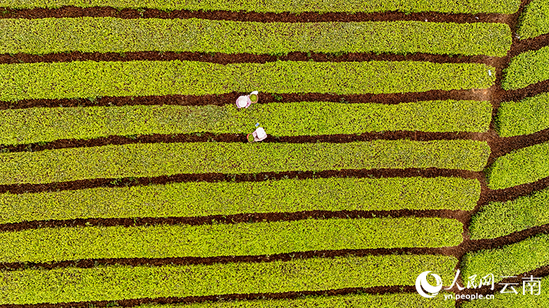 Spring tea harvest underway in Ning'er, SW China's Yunnan