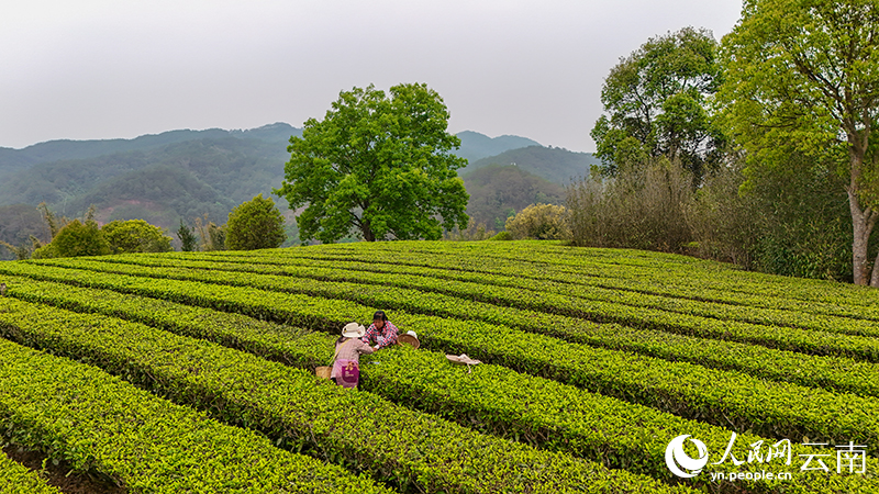 Spring tea harvest underway in Ning'er, SW China's Yunnan