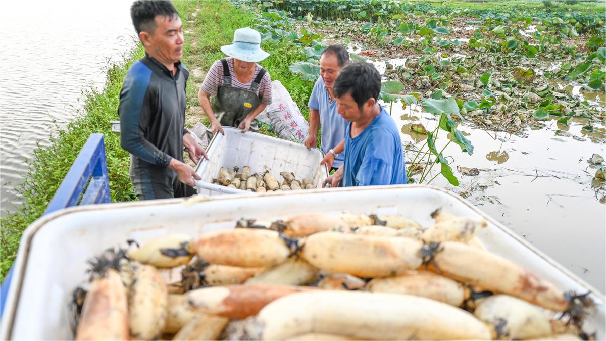 Trending in China | Spring: The busiest season for lotus root growing
