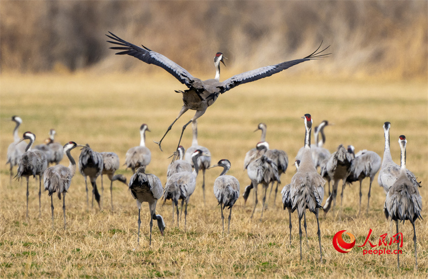 Improved ecological environment attracts common cranes to Karamay, NW China's Xinjiang