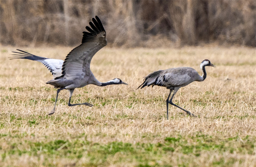 Improved ecological environment attracts common cranes to Karamay, NW China's Xinjiang