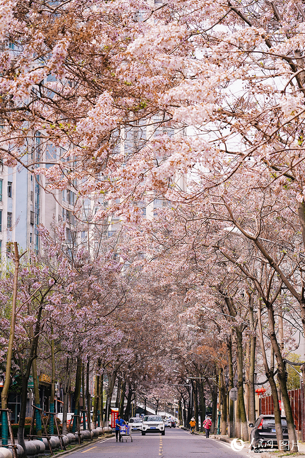 People savor beautiful sights of spring flowers across China