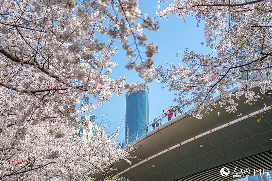 People savor beautiful sights of spring flowers across China