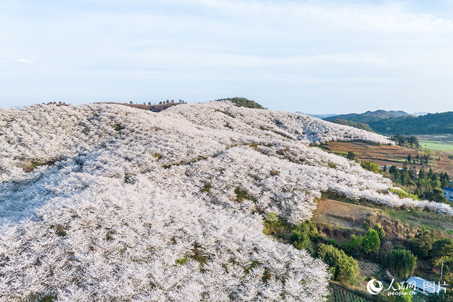 People savor beautiful sights of spring flowers across China