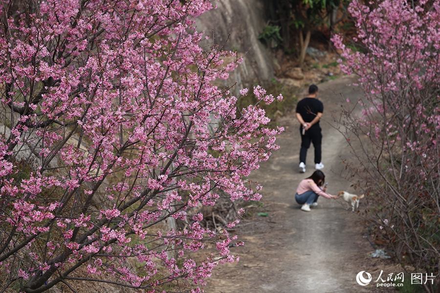 People savor beautiful sights of spring flowers across China