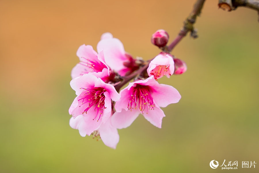 People savor beautiful sights of spring flowers across China