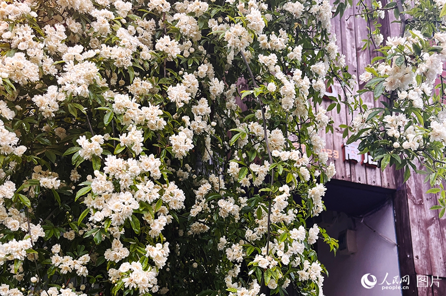 People savor beautiful sights of spring flowers across China