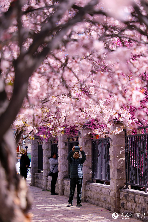 People savor beautiful sights of spring flowers across China