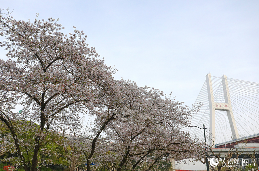 People savor beautiful sights of spring flowers across China