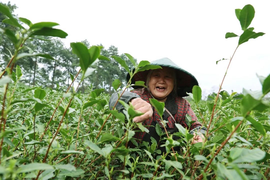 Meteorological services facilitate spring tea harvest across China