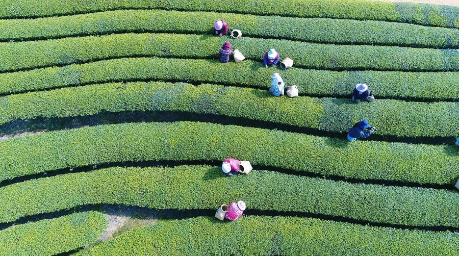 Meteorological services facilitate spring tea harvest across China