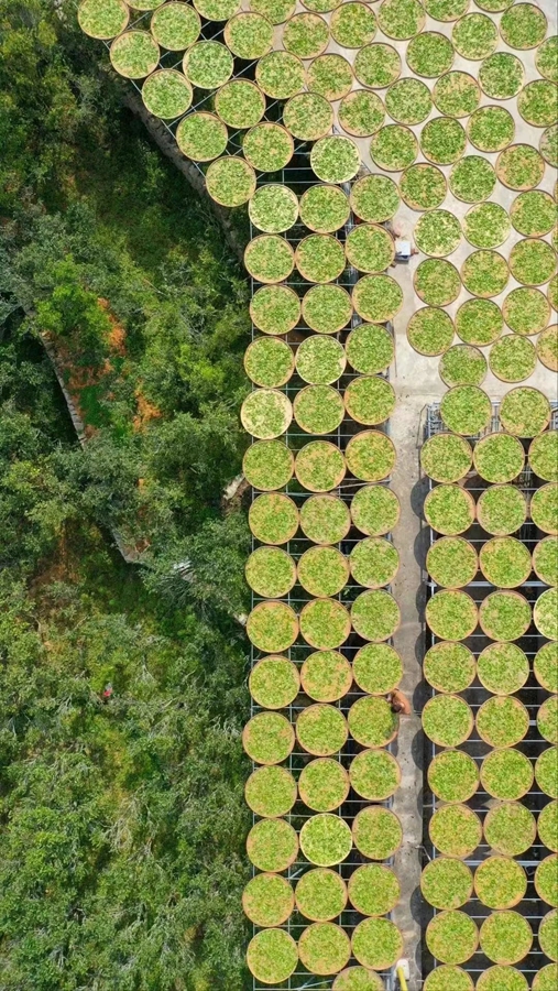 Meteorological services facilitate spring tea harvest across China