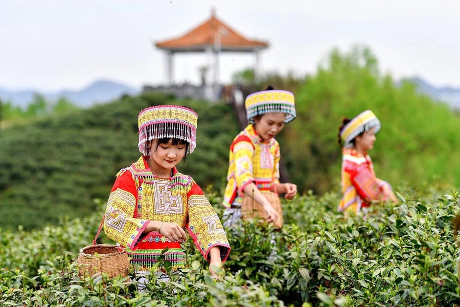 Meteorological services facilitate spring tea harvest across China