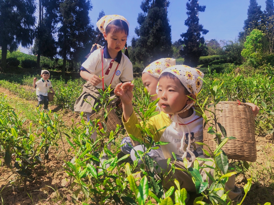 Meteorological services facilitate spring tea harvest across China