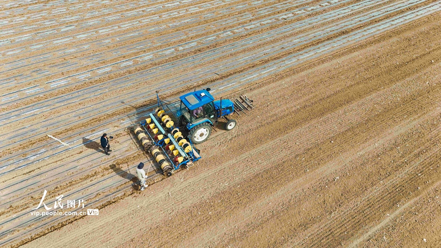 High-tech empowers sowing of corn in NW China's Xinjiang