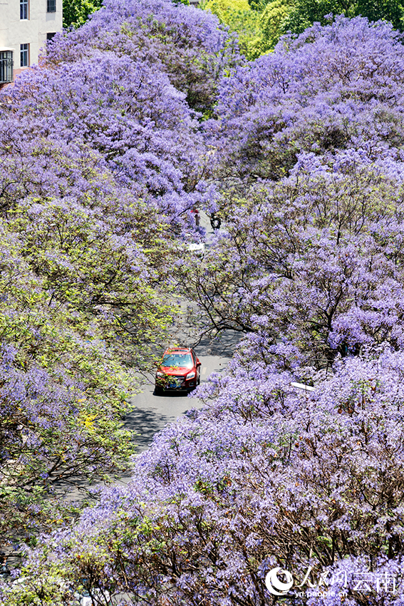 Blooming jacaranda trees turn road in SW China's Kunming into wonderland