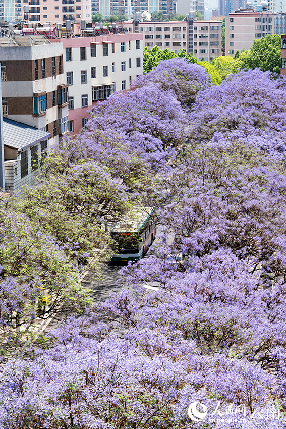 Blooming jacaranda trees turn road in SW China's Kunming into wonderland