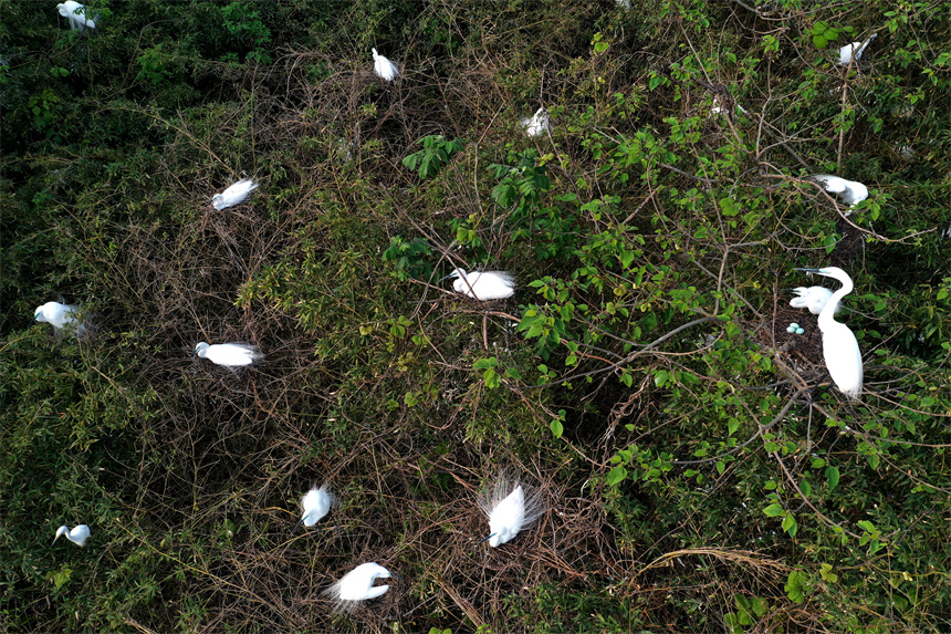 Sound environment attracts migratory birds to produce offspring in E China's Jiangxi