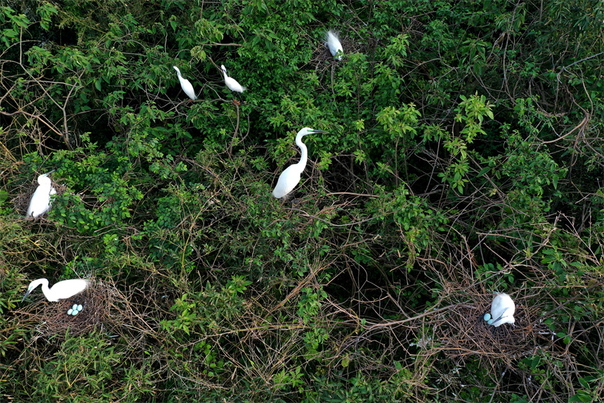 Sound environment attracts migratory birds to produce offspring in E China's Jiangxi