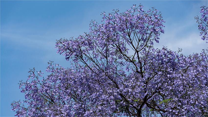 Blooming jacaranda trees turn road in SW China's Kunming into wonderland