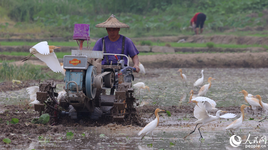 Egrets enjoy the atmosphere of working agricultural machines in fields in SE China's Fujian