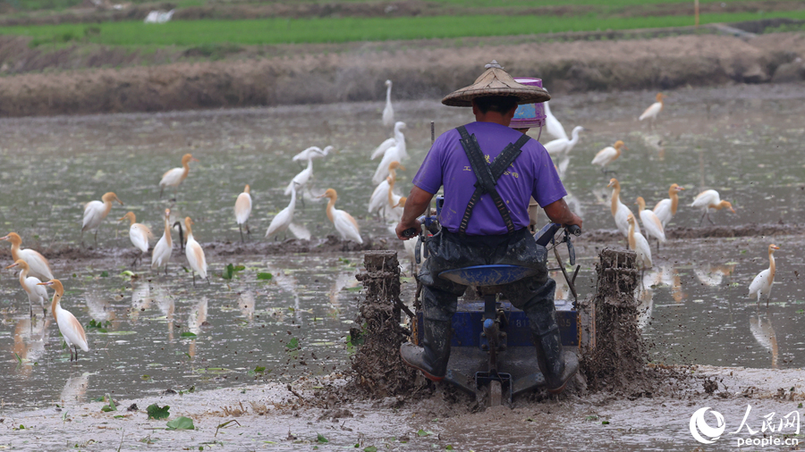 Egrets enjoy the atmosphere of working agricultural machines in fields in SE China's Fujian