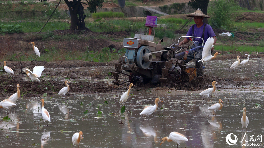 Egrets enjoy the atmosphere of working agricultural machines in fields in SE China's Fujian